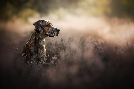 Used Sigma 28-300 mm f/3.5-6.3 DG Macro for Canon