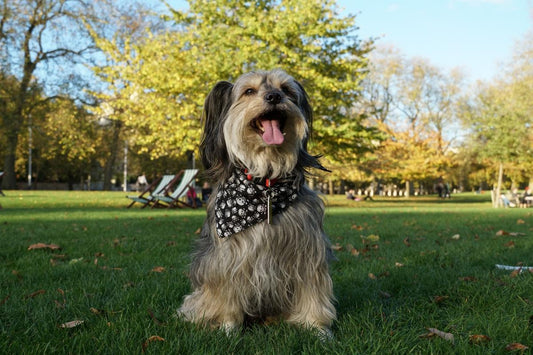 Used Sony 18-135mm f3.5-5.6 APS-C Lens