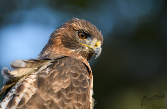 Used Sigma 150-600mm f5-6.3 Contemporary DG OS HSM Lens for Canon