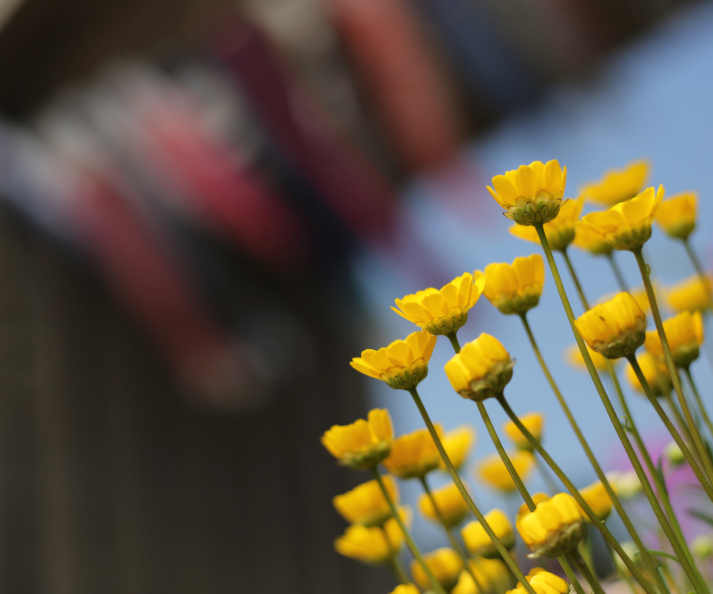 Used Canon EF 50mm f1.8 II Lens