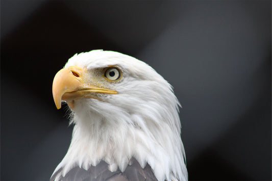 Used Canon Zoom Lens EF 75-300mm f4 iii USM