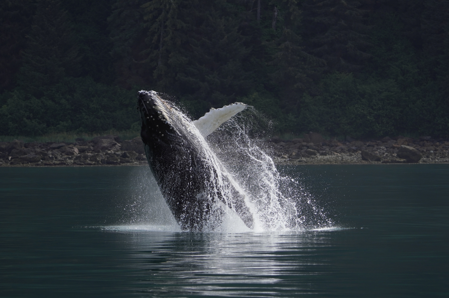 Sony FE 200-600mm f/5.6-6.3 G OSS Lens