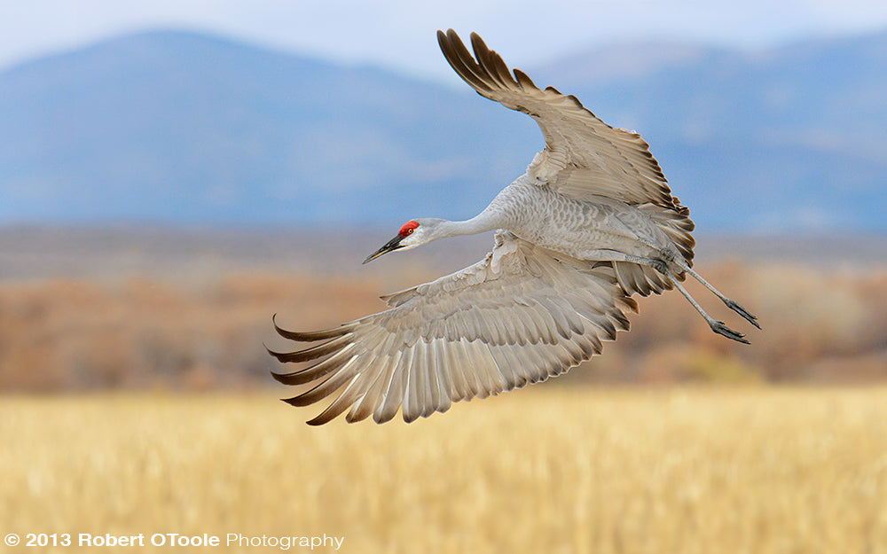 Used Sigma 70-200mm F/2.8 EX DG HSM II Macro for NIKON