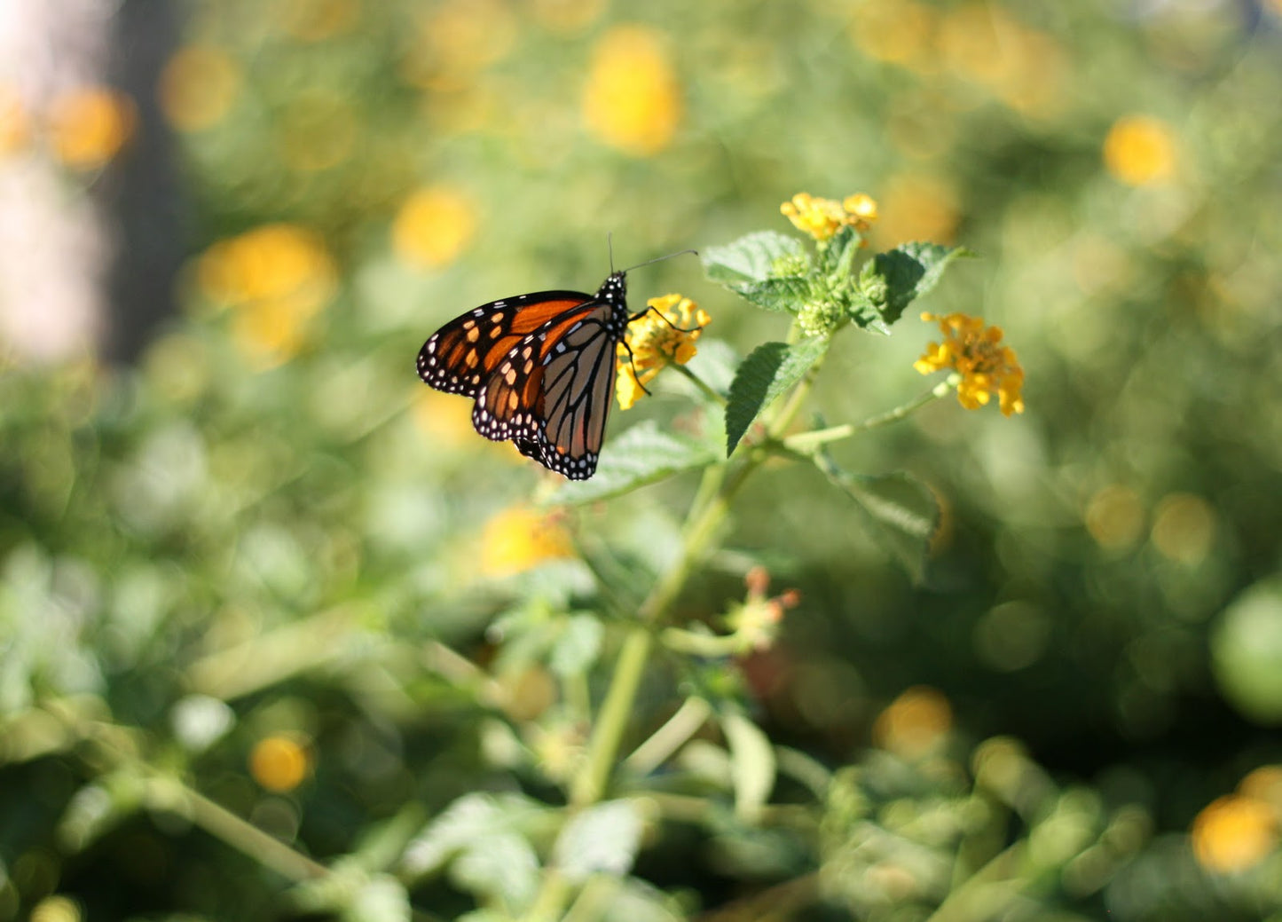 Used Canon 50mm f/1.8 II Lens
