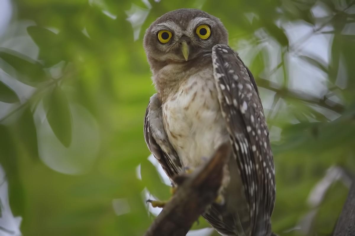 Used Canon EF 70-300mm f/4.5-5.6 DO IS USM Lens