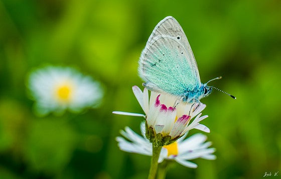 Used Canon 18-135mm EF-S IS USM Lens