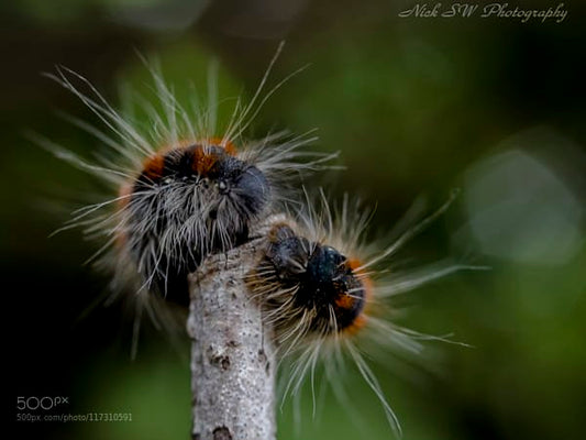 Used Canon EF 35-80mm F/4-5.6 power zoom lens