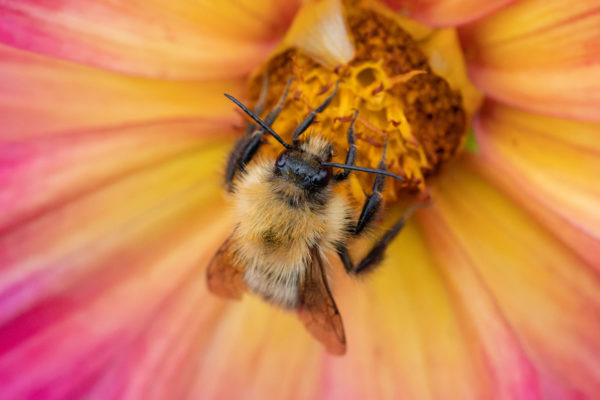 Used Canon 100mm USM IS F/2.8 L Macro Lens