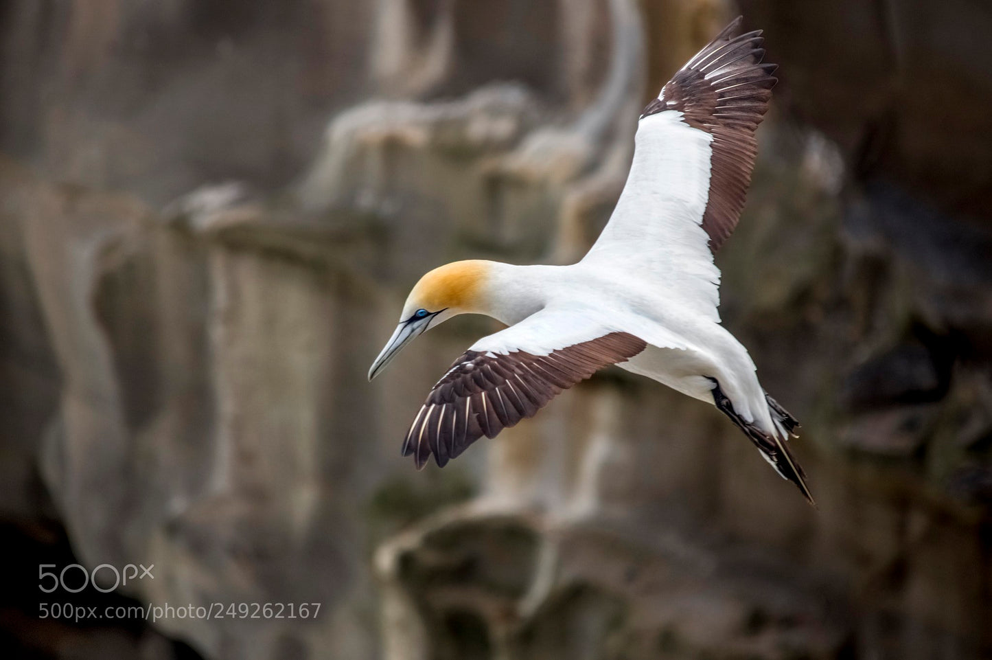 Used Sigma 18-200mm DC HSM For Canon