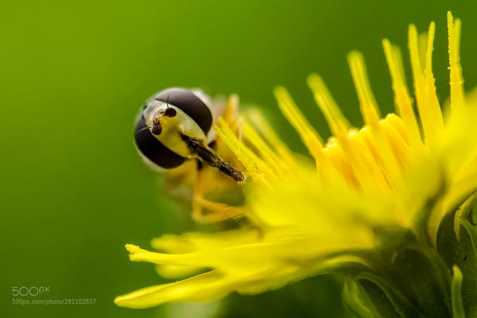 Used Canon EF 35-80mm F/4-5.6 power zoom lens