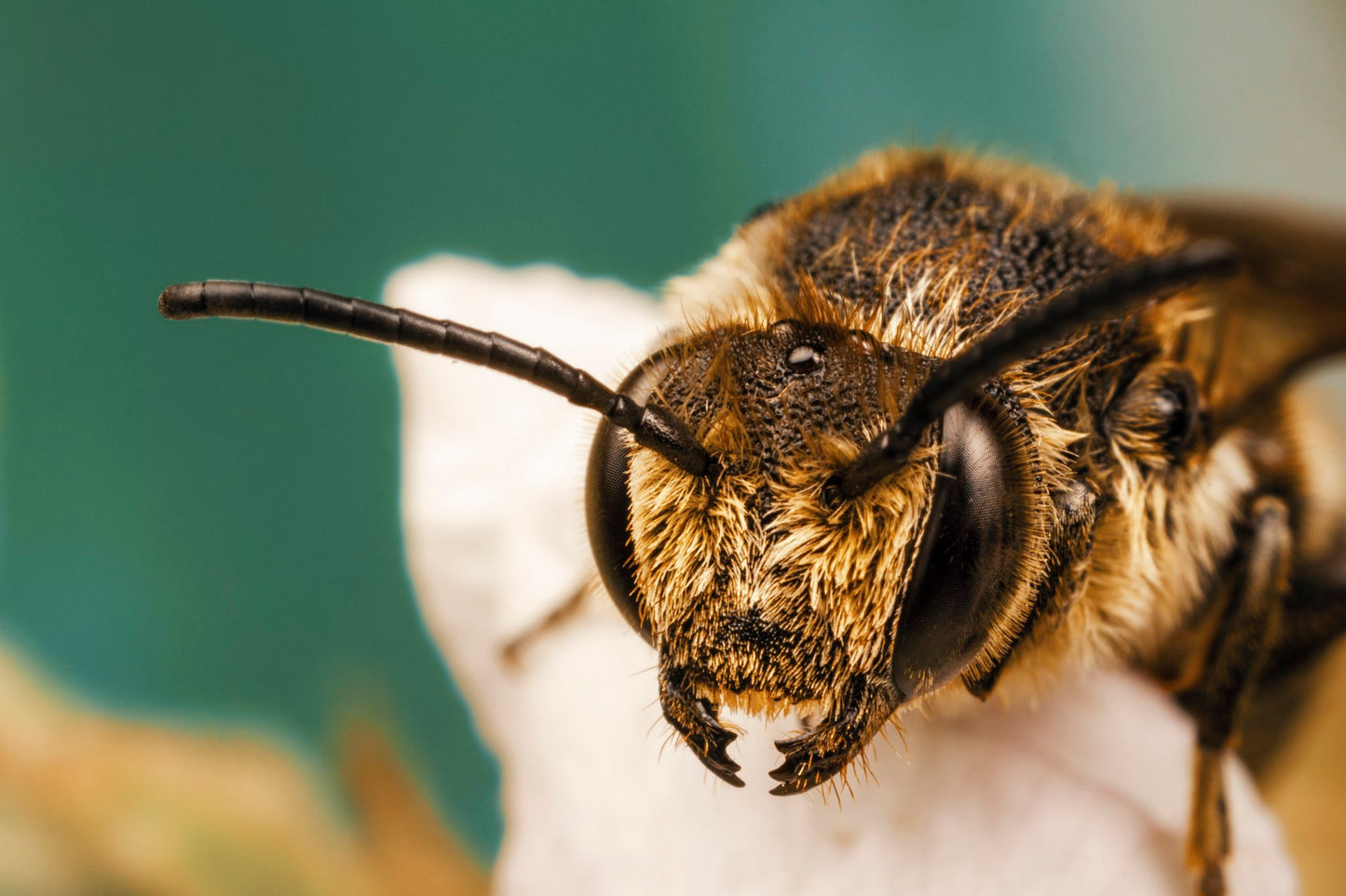 Used Canon MP-E 65mm f/2.8 1-5X Macro