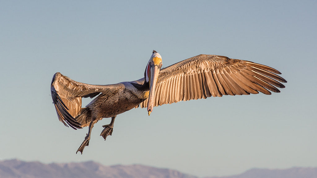 Used Sigma 18-200mm DC HSM For Canon