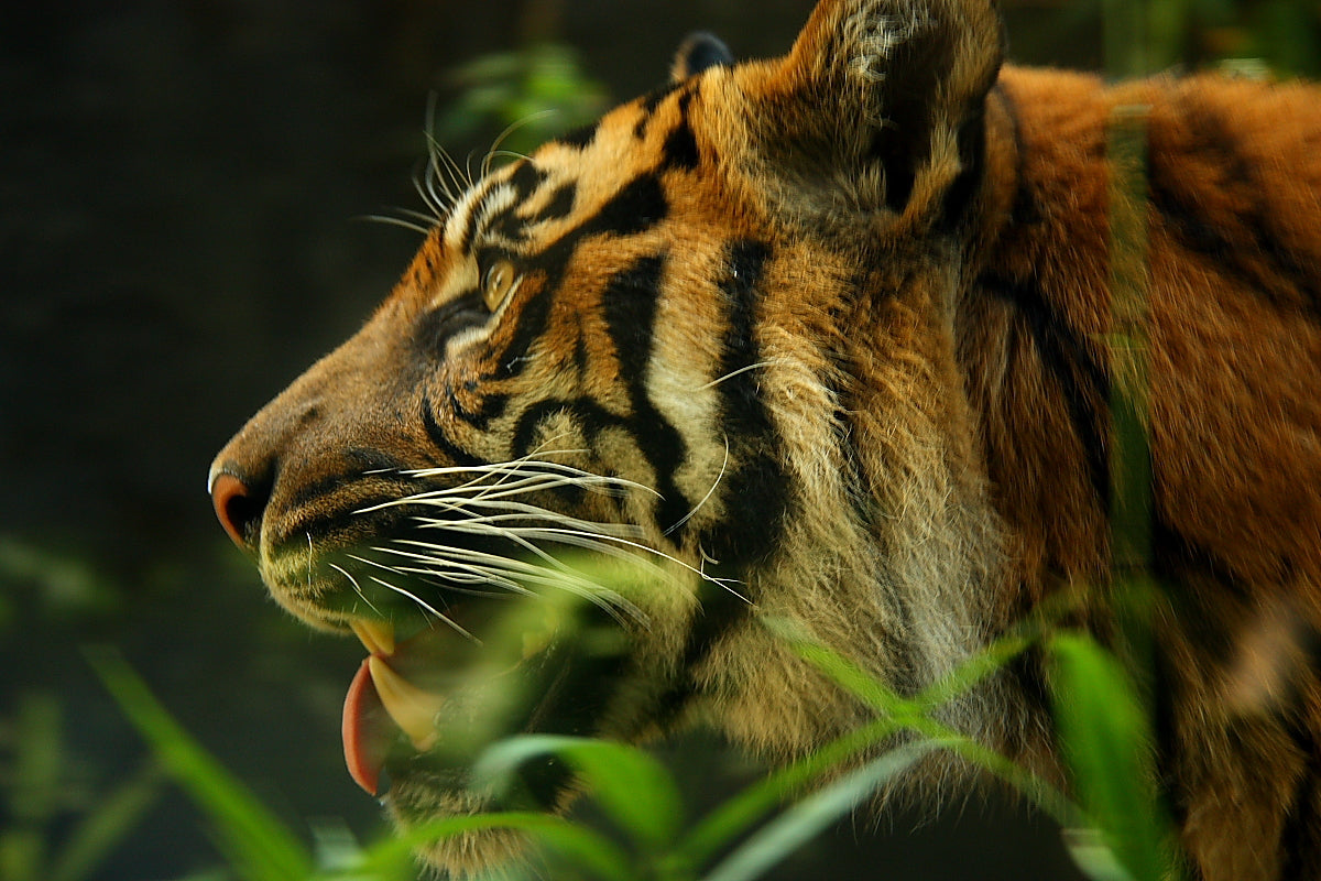 Used Sigma 18-200mm DC HSM For Canon