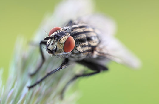 Used Canon MP-E 65mm f/2.8 1-5X Macro