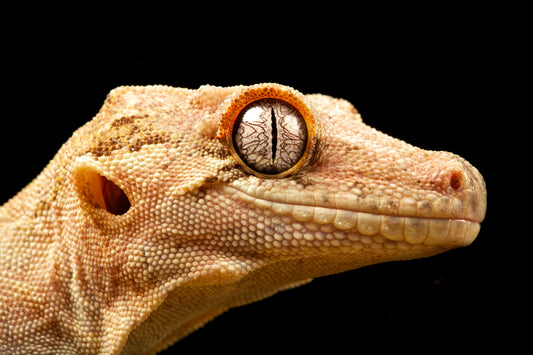 Used Canon 100mm USM IS  F/2.8 L Macro Lens