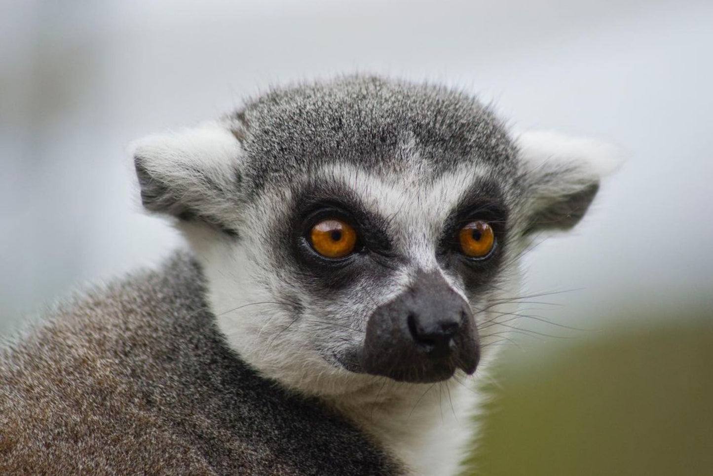 Used Sigma 70-300mm F4-5.6 APO DG MACRO Lens