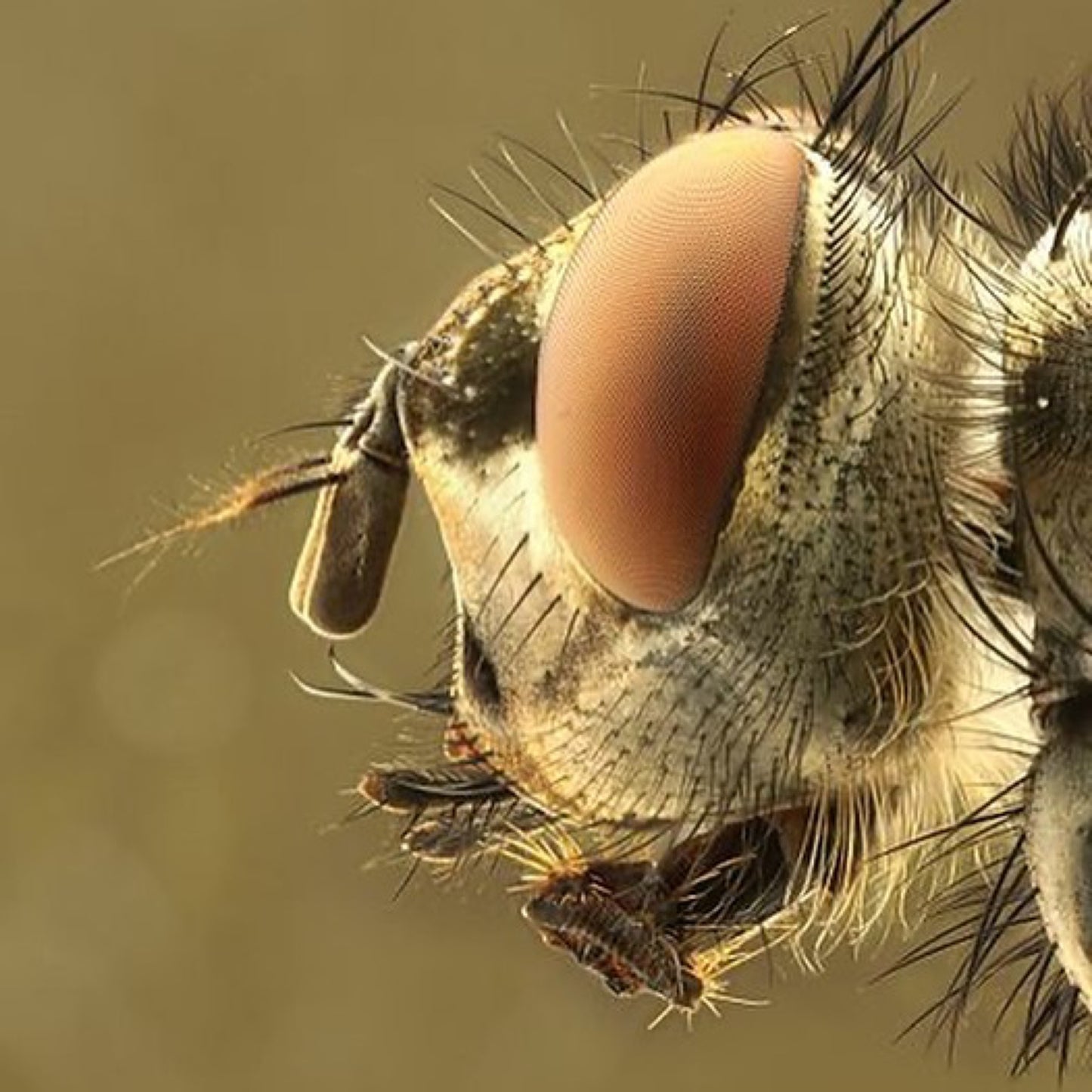 Used Canon MP-E 65mm f/2.8 1-5X Macro Lens