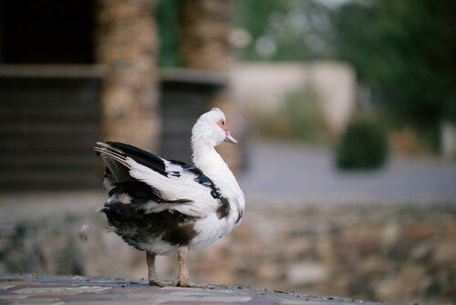 Used Canon zoom EF 80-200mm F4.5-5.6