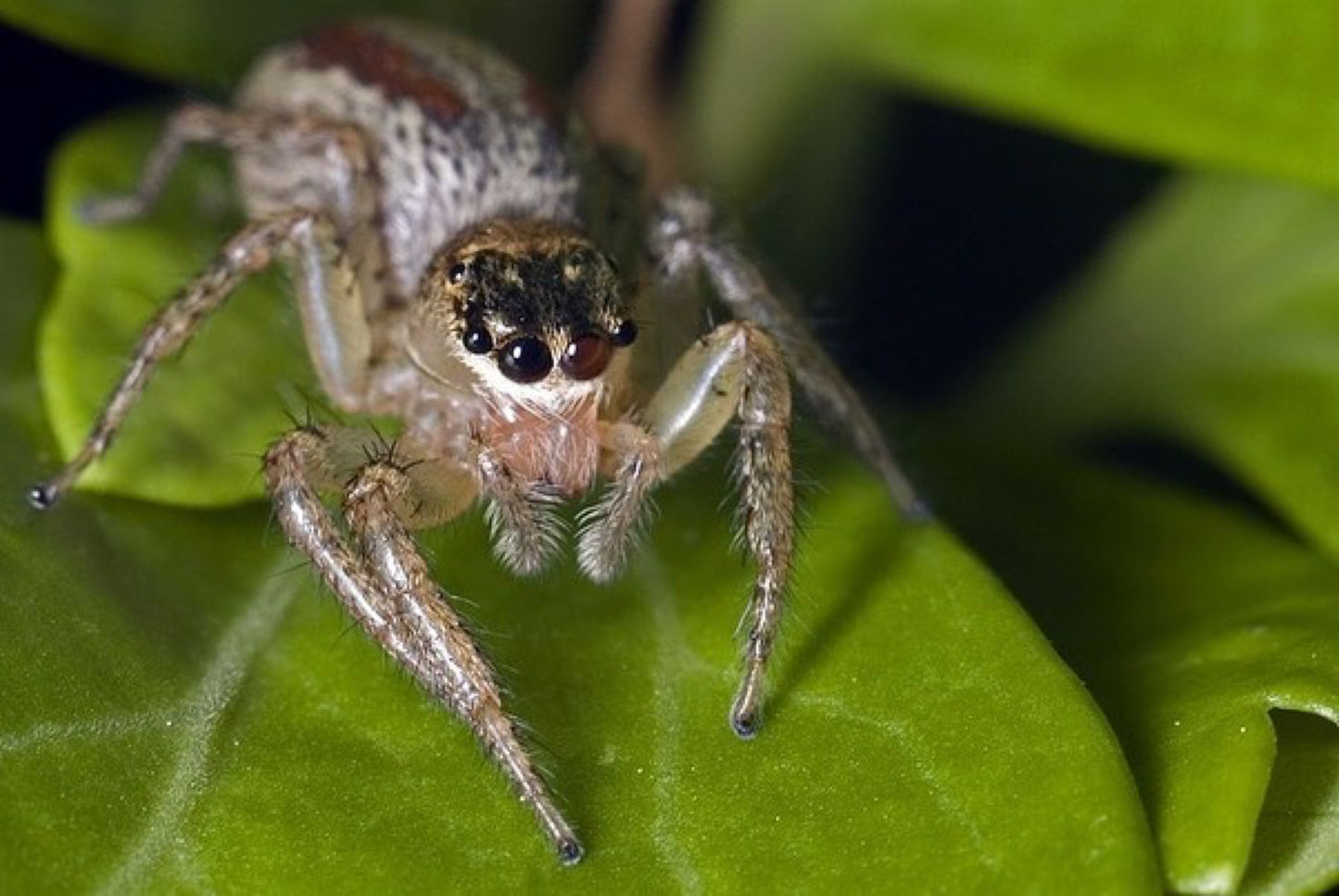 Used Sigma 70-300mm F4-5.6 APO DG MACRO Lens