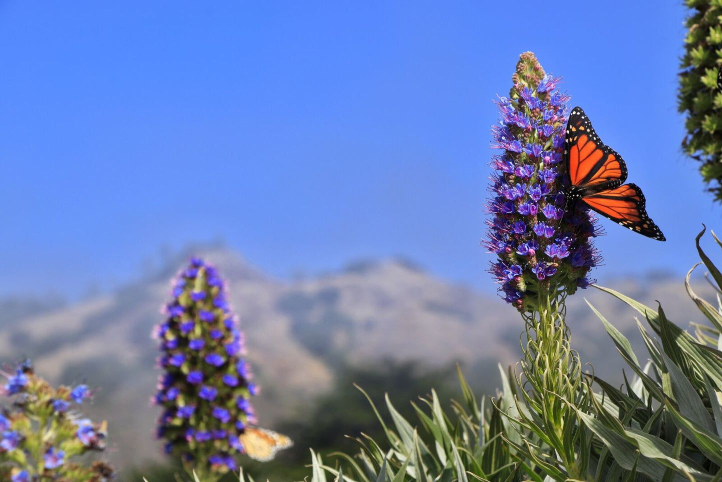 Used Canon 18-135mm EF-S IS USM Lens