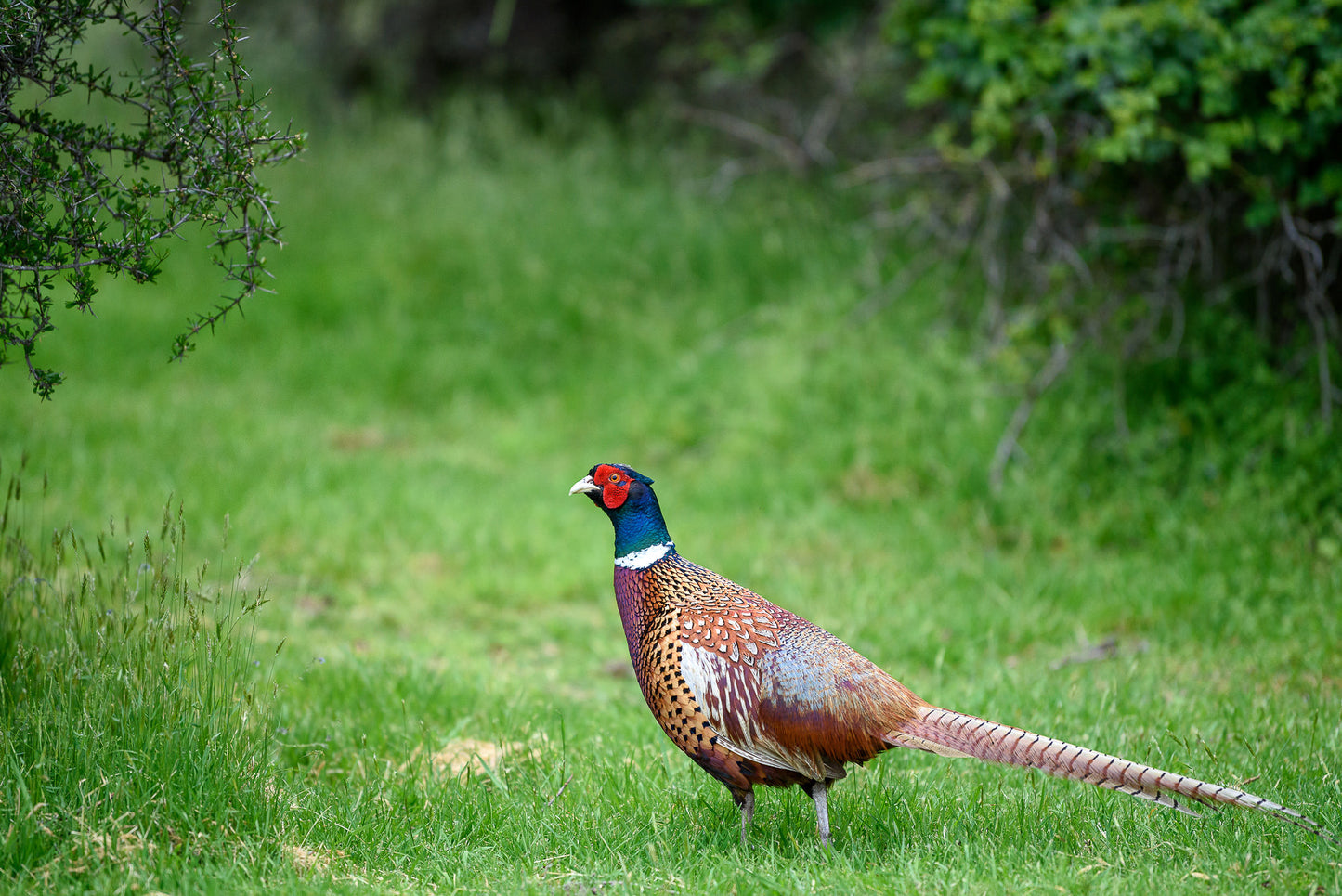 Used Nikon AF-S 70-200mm f/2.8G ED VR II