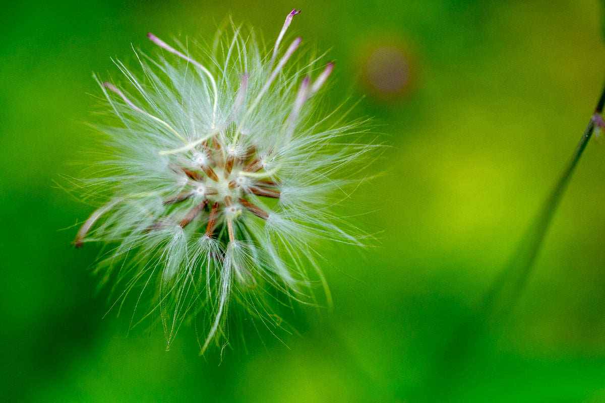 Used NIKON 60MM F/2.8G ED AF-S MICRO