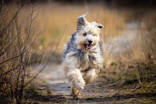 Used Canon EF 70-200mm f/2.8L USM Lens