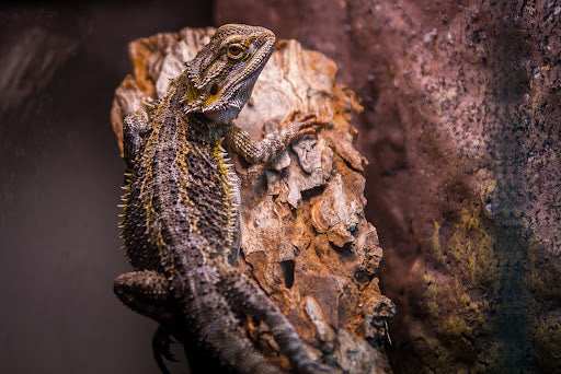 Used Sigma 70-200mm F/2.8 EX DG HSM II Macro for NIKON