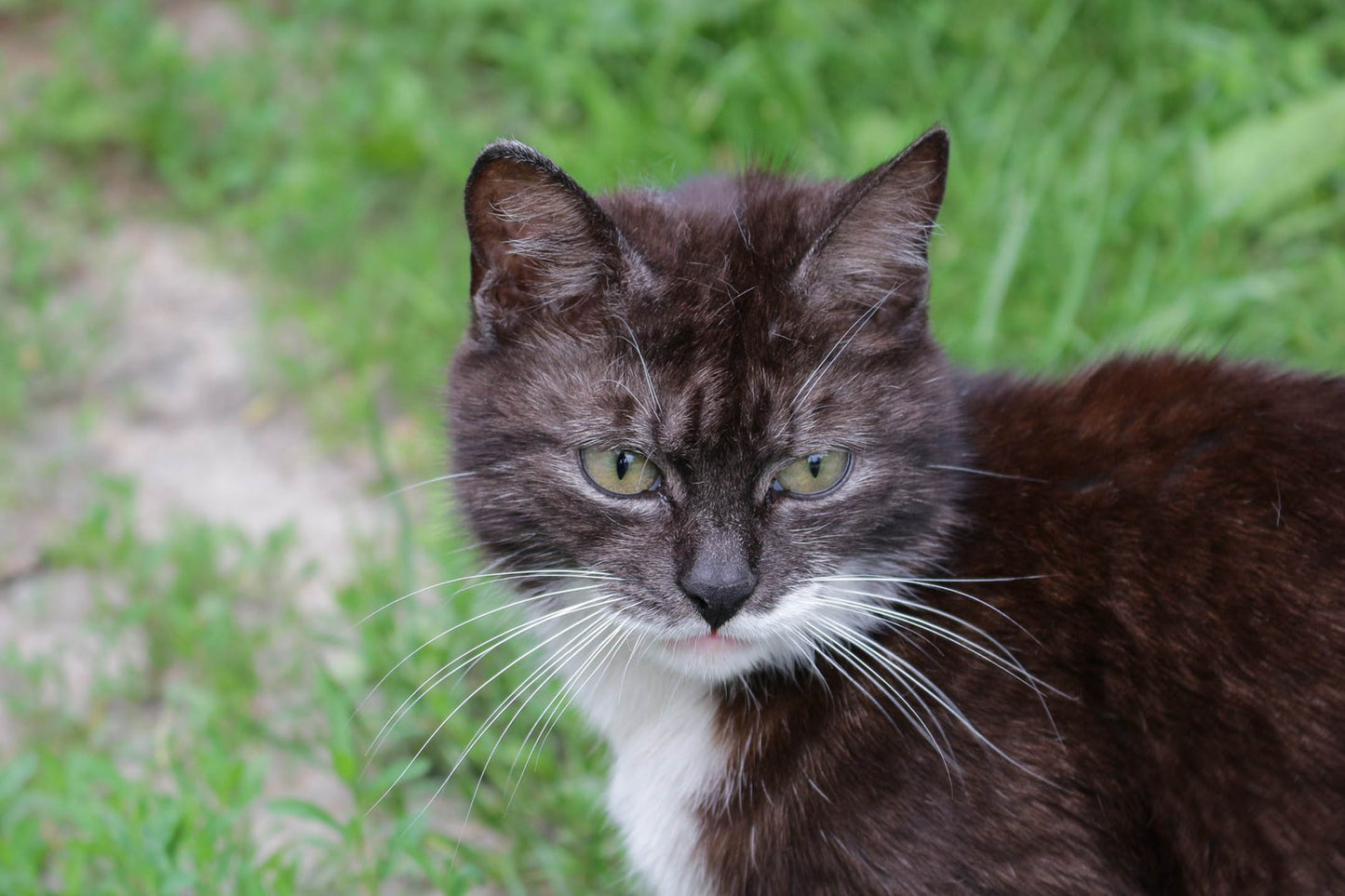 Used Canon EF-S 18-55MM F/3.5-5.6 IS II Lens