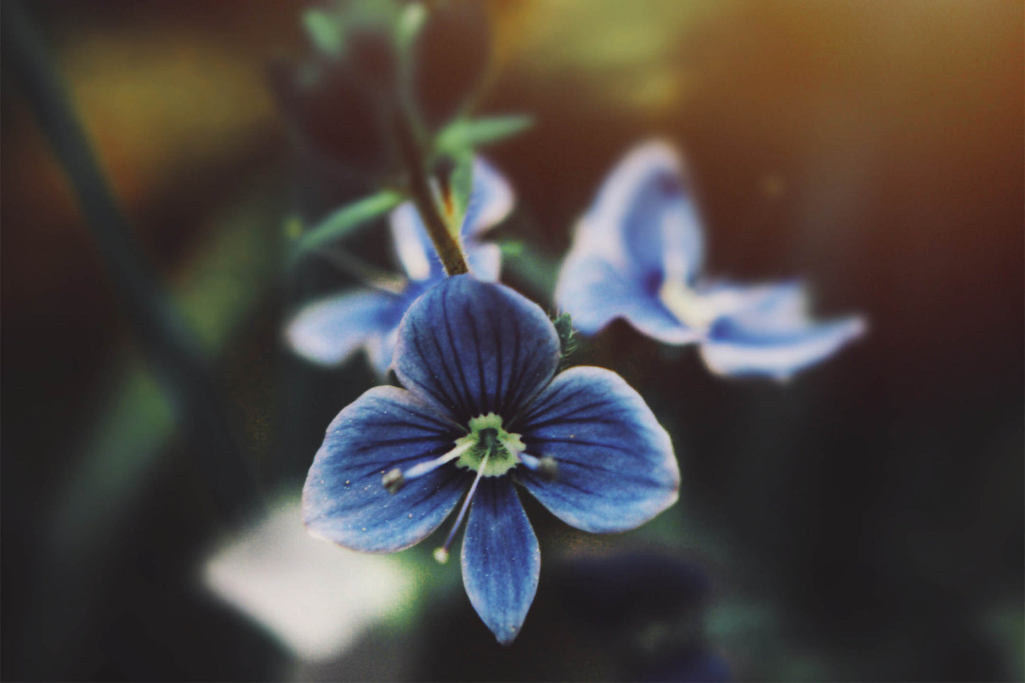 Used Canon EF-S 18-55MM F/3.5-5.6 IS II Lens