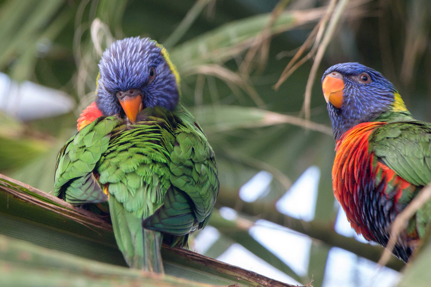 Brand New Canon EF-S 18-135mm IS USM Lens