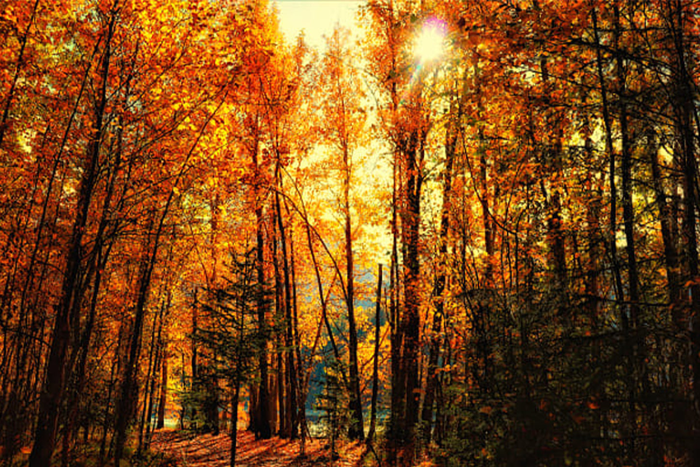 Used Canon EF-S 18-55mm f/4-5.6 IS STM