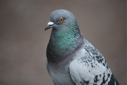 Used Canon EF 70-210mm F4 Zoom Lens