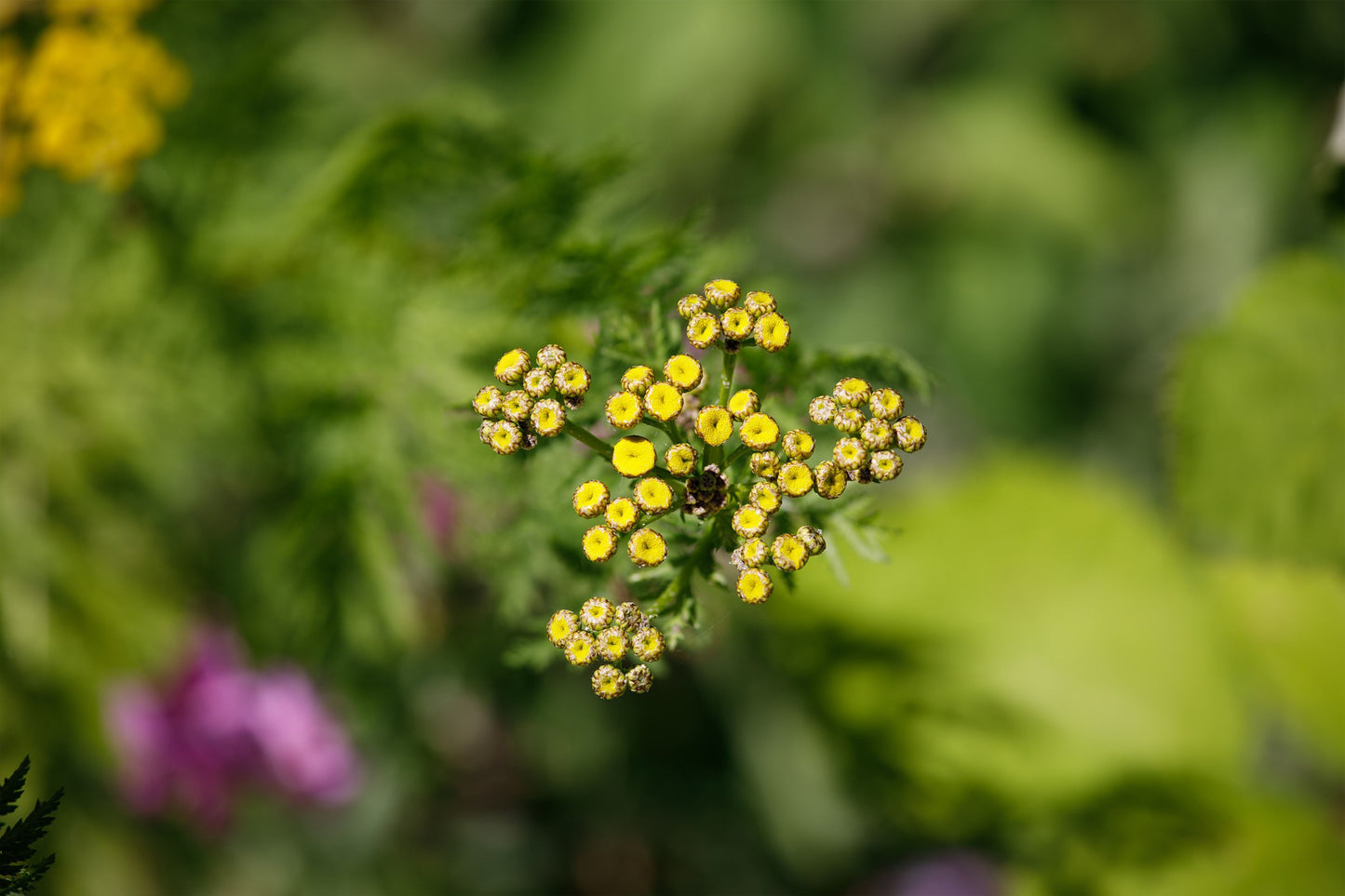 Used Sigma 70-200mm f/2.8 APO DG HSM Lens for Canon