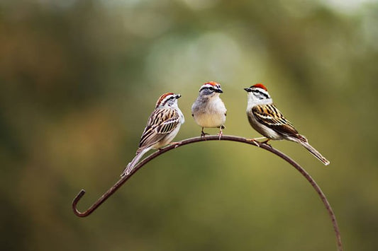 Used Canon zoom EF 80-200mm F4.5-5.6