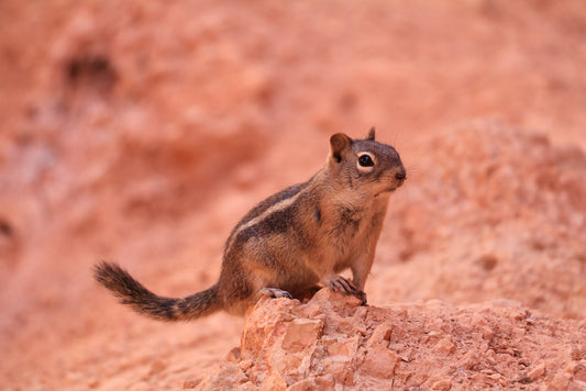 Used Canon 18-135mm EF-S IS USM Lens