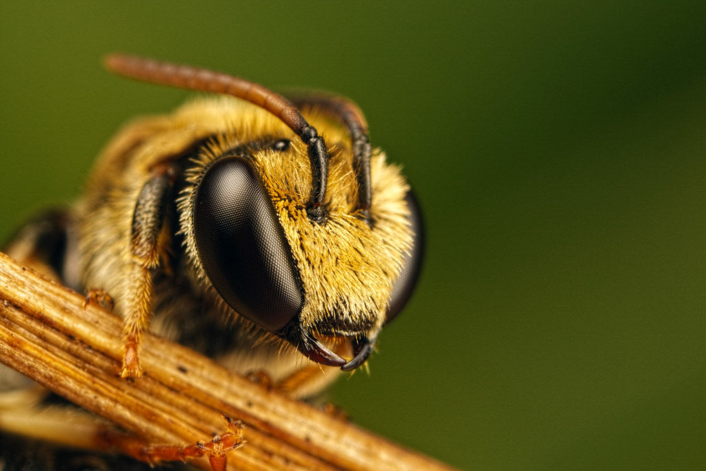 Used Canon MP-E 65mm f/2.8 1-5X Macro Lens