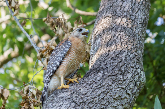 Used Canon EF 55-250mm IS STM Lens