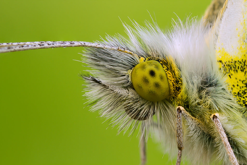 Used Canon MP-E 65mm f/2.8 1-5X Macro Lens